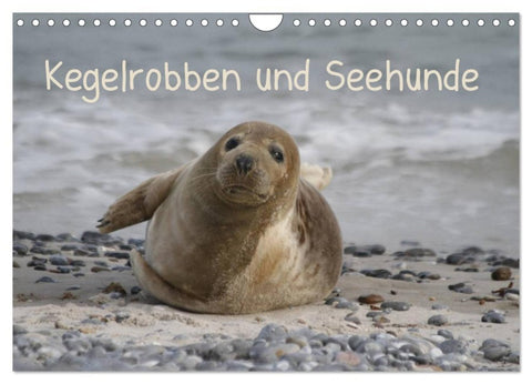 Kegelrobben und Seehunde (Wandkalender 2026 DIN A4 quer), CALVENDO Monatskalender