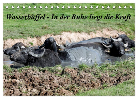 Wasserbüffel - In der Ruhe liegt die Kraft (Tischkalender 2027 DIN A5 quer), CALVENDO Monatskalender