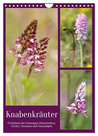 Knabenkräuter (Wandkalender 2027 DIN A4 hoch), CALVENDO Monatskalender