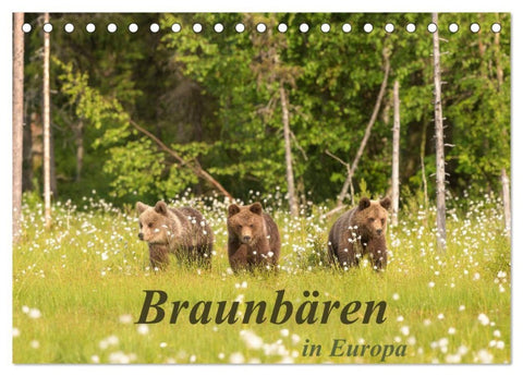 Braunbären in Europa (Tischkalender 2027 DIN A5 quer), CALVENDO Monatskalender
