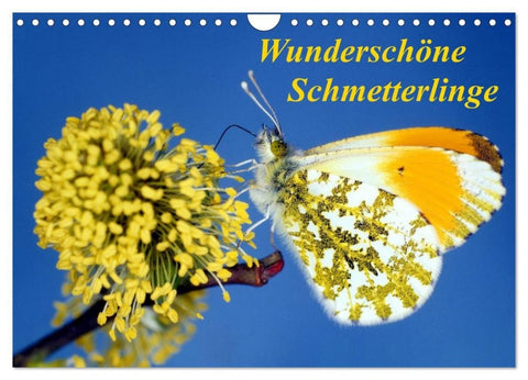Wunderschöne Schmetterlinge (Wandkalender 2027 DIN A4 quer), CALVENDO Monatskalender