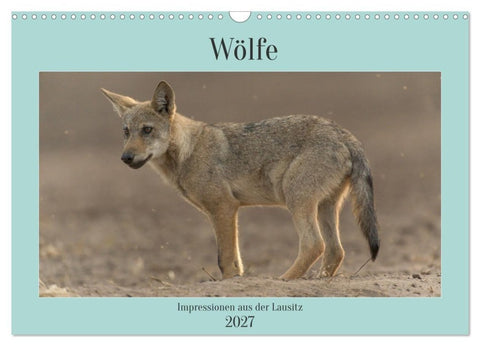 Wölfe, Impressionen aus der Lausitz (Wandkalender 2027 DIN A3 quer), CALVENDO Monatskalender
