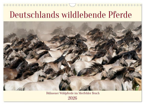 Deutschlands wildlebende Pferde (Wandkalender 2026 DIN A3 quer), CALVENDO Monatskalender