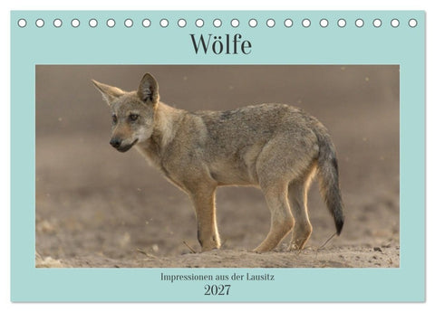 Wölfe, Impressionen aus der Lausitz (Tischkalender 2027 DIN A5 quer), CALVENDO Monatskalender