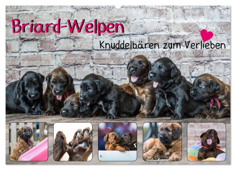 Briard-Welpen - Knuddelbären zum Verlieben (Wandkalender 2027 DIN A2 quer), CALVENDO Monatskalender