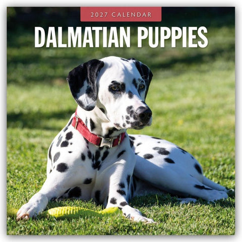 Dalmatian Puppies – Dalmatiner Welpen 2027 – 16-Monatskalender