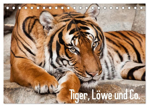 Tiger, Löwe und Co. (Tischkalender 2027 DIN A5 quer), CALVENDO Monatskalender