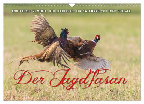 Emotionale Momente: Der Jagdfasan. (Wandkalender 2026 DIN A3 quer), CALVENDO Monatskalender