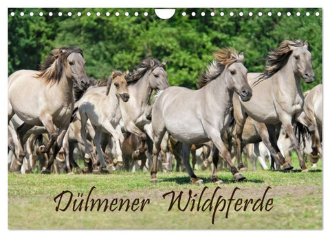 Dülmener Wildpferde (Wandkalender 2027 DIN A4 quer), CALVENDO Monatskalender
