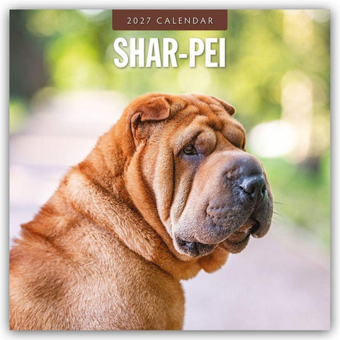 Shar-Pei – Chinesischer Faltenhund 2027 – 16-Monatskalender