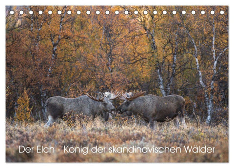 Der Elch - König der skandinavischen Wälder (Tischkalender 2026 DIN A5 quer), CALVENDO Monatskalender