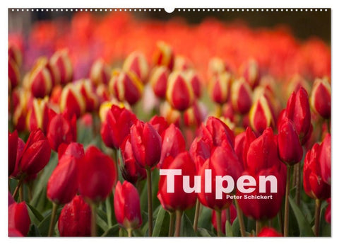 Tulpen (Wandkalender 2026 DIN A2 quer), CALVENDO Monatskalender