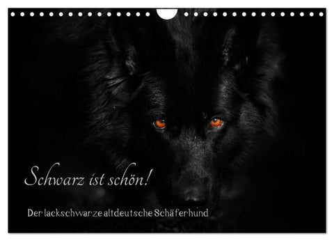 Schwarz ist schön! Der lackschwarze altdeutsche Schäferhund (Wandkalender 2026 DIN A4 quer), CALVENDO Monatskalender