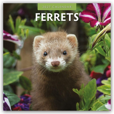 Ferrets – Frettchen 2027 – 16-Monatskalender