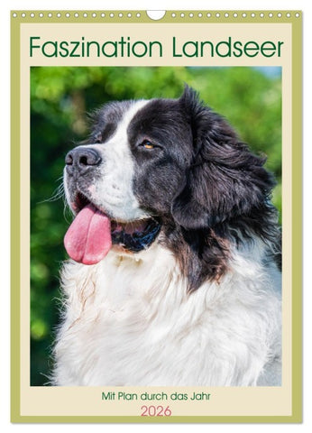 Faszination Landseer - Mit Plan durch das Jahr (Wandkalender 2026 DIN A3 hoch), CALVENDO Monatskalender