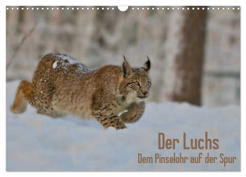 Der Luchs - Dem Pinselohr auf der Spur (Wandkalender 2026 DIN A3 quer), CALVENDO Monatskalender