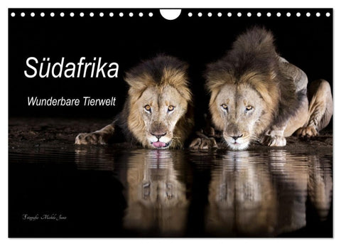 Südafrika wunderbare Tierwelt (Wandkalender 2027 DIN A4 quer), CALVENDO Monatskalender