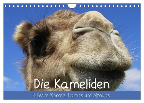 Die Kameliden. Hübsche Kamele, Lamas und Alpakas (Wandkalender 2026 DIN A4 quer), CALVENDO Monatskalender