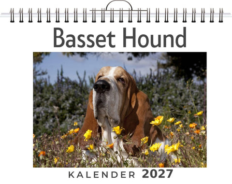Basset Hound