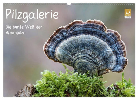 Pilzgalerie - Die bunte Welt der Baumpilze (Wandkalender 2027 DIN A2 quer), CALVENDO Monatskalender