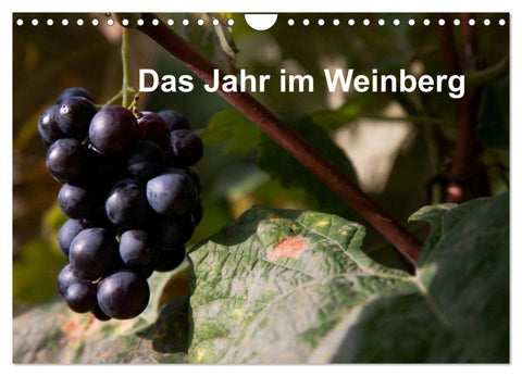 Das Jahr im Weinberg (Wandkalender 2027 DIN A4 quer), CALVENDO Monatskalender