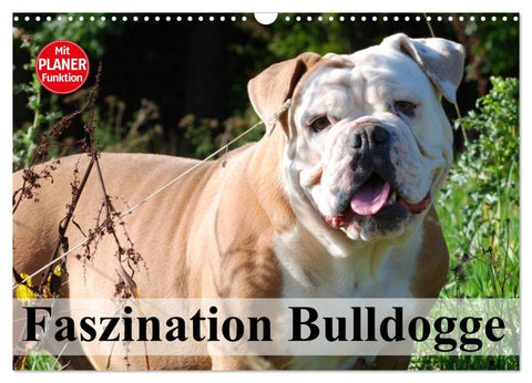 Faszination Bulldogge (Wandkalender 2026 DIN A3 quer), CALVENDO Monatskalender