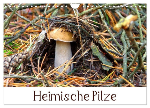 Heimische Pilze (Wandkalender 2026 DIN A4 quer), CALVENDO Monatskalender