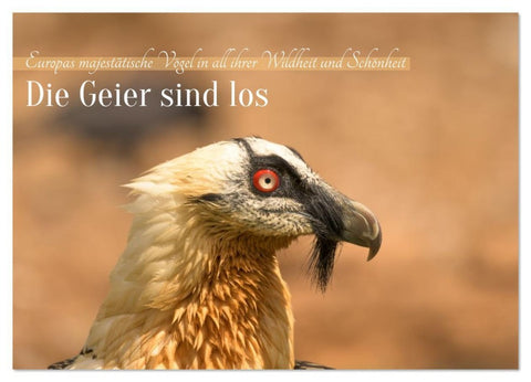 Die Geier sind los (Wandkalender 2026 DIN A4 quer), CALVENDO Monatskalender