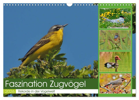 Faszination Zugvögel - Rekorde in der Vogelwelt (Wandkalender 2026 DIN A3 quer), CALVENDO Monatskalender