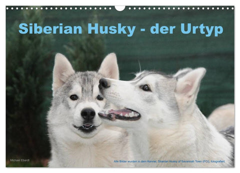Siberian Husky - der Urtyp (Wandkalender 2026 DIN A3 quer), CALVENDO Monatskalender