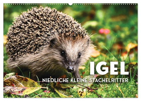 Igel - Niedliche kleine Stachelritter (Wandkalender 2026 DIN A2 quer), CALVENDO Monatskalender
