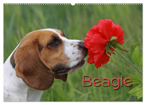 Beagle (Wandkalender 2026 DIN A2 quer), CALVENDO Monatskalender