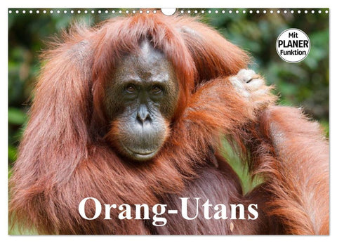 Orang-Utans (Wandkalender 2026 DIN A3 quer), CALVENDO Monatskalender