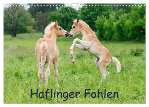 Haflinger Fohlen (Wandkalender 2026 DIN A3 quer), CALVENDO Monatskalender