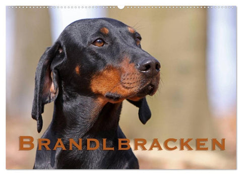 Brandlbracken (Wandkalender 2026 DIN A2 quer), CALVENDO Monatskalender