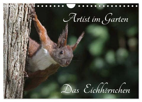 Artist im Garten. Das Eichhörnchen (Wandkalender 2026 DIN A4 quer), CALVENDO Monatskalender