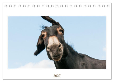 Esel Lebensfreude - Spaß mit Langohren (Tischkalender 2027 DIN A5 quer), CALVENDO Monatskalender