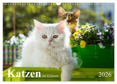 Katzen im Grünen (Wandkalender 2026 DIN A3 quer), CALVENDO Monatskalender
