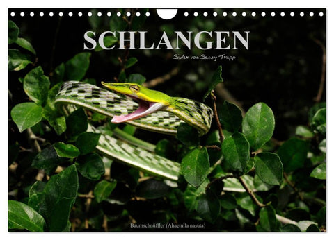 Schlangen (Wandkalender 2026 DIN A4 quer), CALVENDO Monatskalender