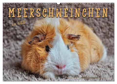 Meerschweinchen - so süß (Wandkalender 2027 DIN A2 quer), CALVENDO Monatskalender