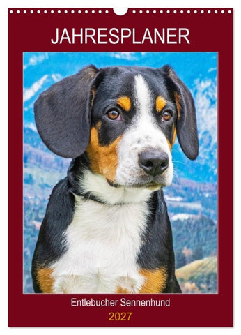 Jahresplaner Entlebucher Sennenhund (Wandkalender 2027 DIN A3 hoch), CALVENDO Monatskalender