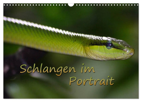 Schlangen im Portrait (Wandkalender 2027 DIN A3 quer), CALVENDO Monatskalender