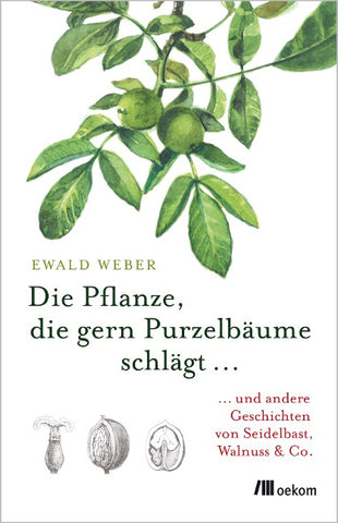 Die Pflanze, die gern Purzelbäume schlägt …