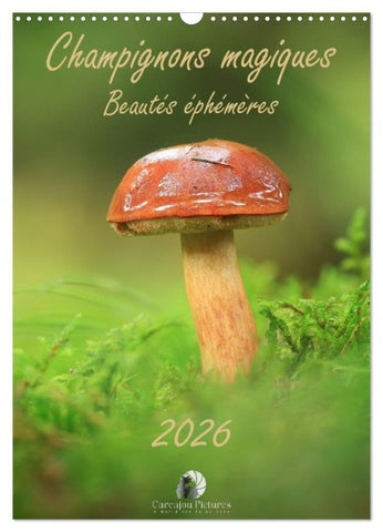 Champignons magiques - Beautés éphémères (Calendrier mural 2027 DIN A3 horizontal), CALVENDO calendrier mensuel