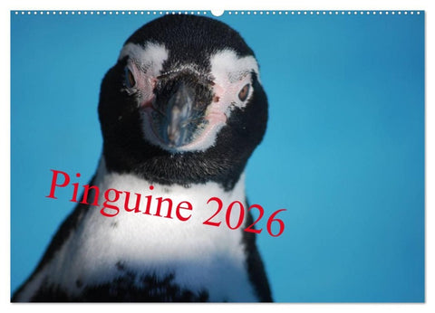 Pinguine 2026 (Wandkalender 2026 DIN A2 quer), CALVENDO Monatskalender
