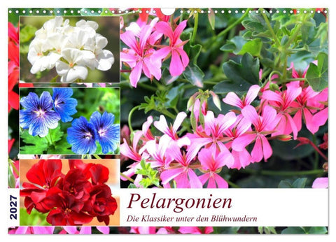 Pelargonien. Die Klassiker unter den Blühwundern (Wandkalender 2027 DIN A3 quer), CALVENDO Monatskalender