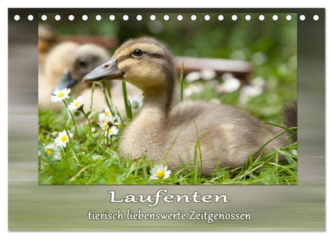 Laufenten - tierisch liebenswerte Zeitgenossen (Tischkalender 2027 DIN A5 quer), CALVENDO Monatskalender