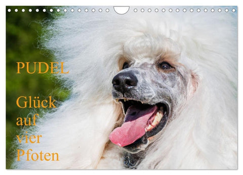 Pudel - Glück auf vier Pfoten (Wandkalender 2027 DIN A4 quer), CALVENDO Monatskalender