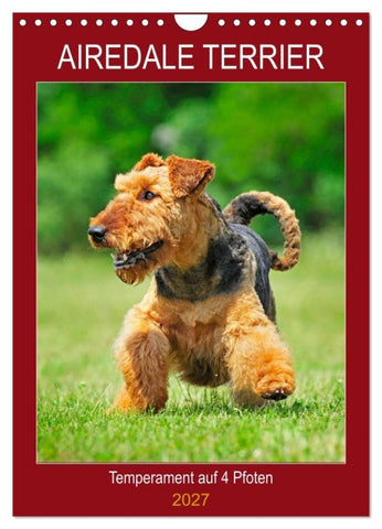 Airedale Terrier - Temperament auf 4 Pfoten (Wandkalender 2027 DIN A4 hoch), CALVENDO Monatskalender