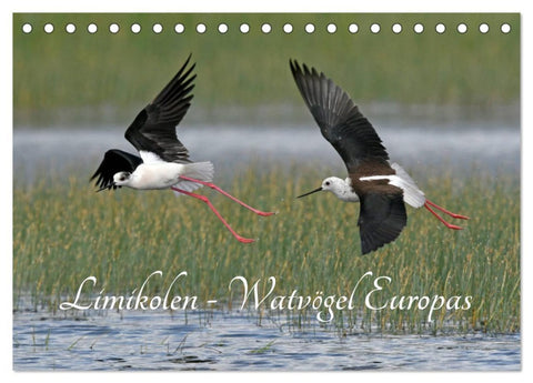 Limikolen - Watvögel Europas (Tischkalender 2026 DIN A5 quer), CALVENDO Monatskalender